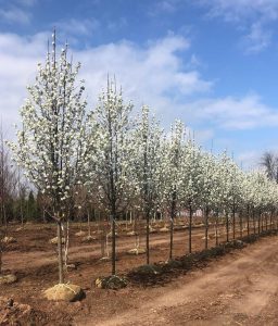 The Farm And Garden Station Beautifying Backyards One At A Time