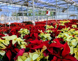 Poinsettia