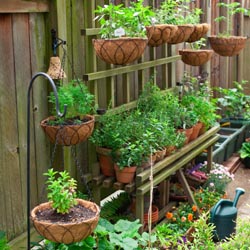 Herbs_1