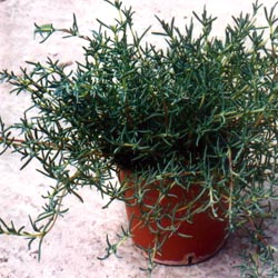 eveningplant4