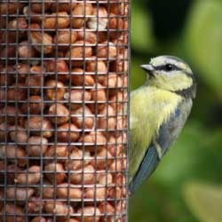 feeding-birds-winter-2