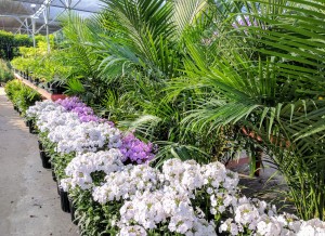 Tropical Plants in May