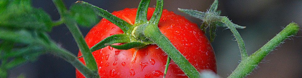 The Farm And Garden Station Beautifying Backyards One At A Time